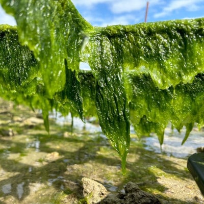 中城産 海人が手摘みで厳選 生アーサ 600g(300g×2袋)