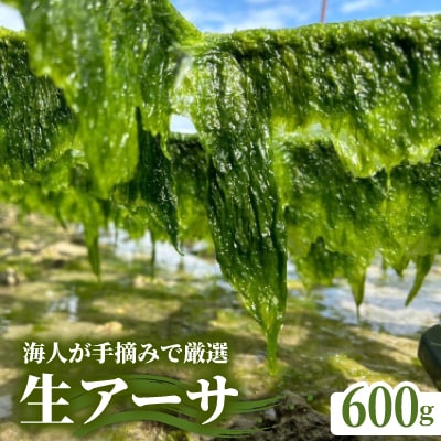 中城産 海人が手摘みで厳選 生アーサ 600g(300g×2袋)