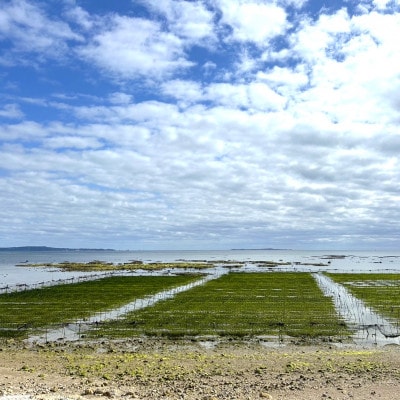 中城産 海人が手摘みで厳選 生アーサ 600g(300g×2袋)