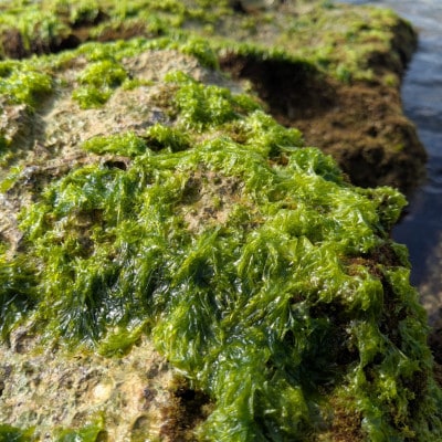 中城産 海人が手摘みで厳選 生アーサ 600g(300g×2袋)