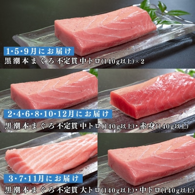 【定期便 12回】高知県産 本マグロ 大トロ・中トロ・赤身 (不定貫) 月替わり