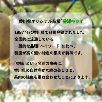 先行受付 キウイフルーツ 香緑 約1kg 香川県産 丸亀市 発送11月下旬～