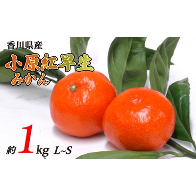 小原紅早生みかん 約1kg L~Sサイズ 常温 先行受付 香川県 丸亀市