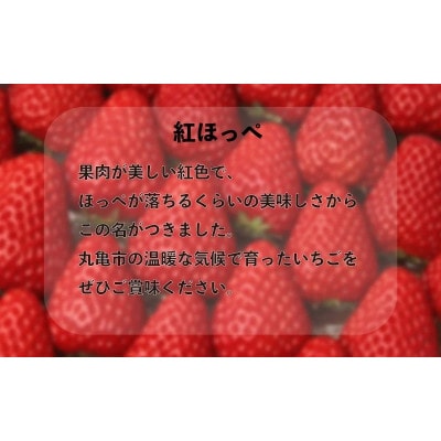 いちご 紅ほっぺ 約2kg (約250g×8パック) 2月~発送