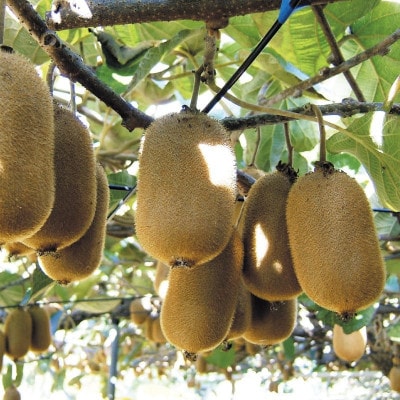 濃厚な甘み!香緑 キウイフルーツ 約1.4kg