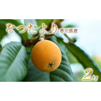 先行受付 びわ なつたより 約2kg (1kg×2箱) 冷蔵