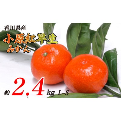 小原紅早生みかん 約2.4kg S~Lサイズ 発送:11月中旬～