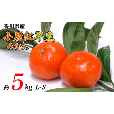 小原紅早生みかん 約5kg S~Lサイズ 発送:11月中旬～
