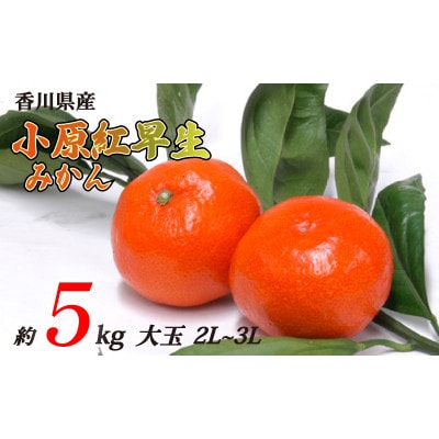 小原紅早生みかん 約5kg 大玉 2L~3Lサイズ 発送:11月中旬～