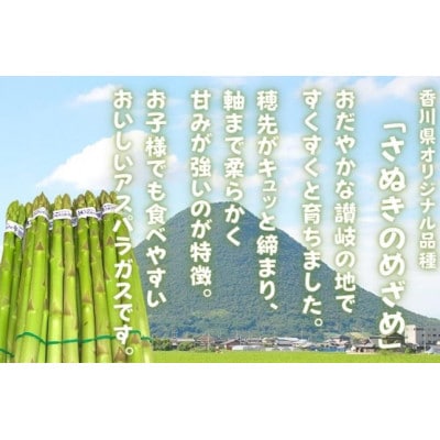 先行受付  さぬきのめざめ 春芽 アスパラガス 約800g 発送:2月上旬～