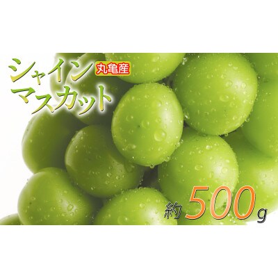 先行受付 シャインマスカット 約500g 1房 発送:8月下旬～