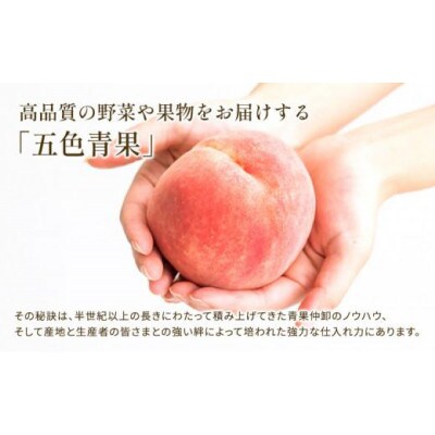 先行受付 贈答用 シャインマスカット約500g 1房 化粧箱  発送:7月下旬～