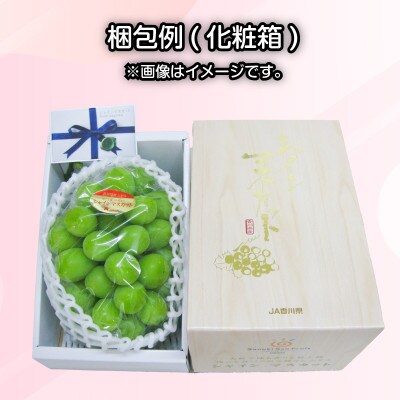 先行受付 贈答用 シャインマスカット 約600g 1房 化粧箱  発送:7月下旬～