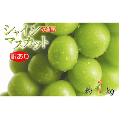 先行受付 訳あり シャインマスカット 約1kg 2-3房 発送:9月初旬～
