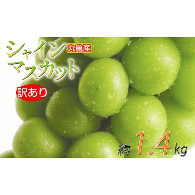 先行受付 訳あり シャインマスカット 約1.4kg 2-4房 発送:9月初旬～