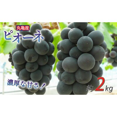 先行受付 ピオーネ 約2kg 3~6房入 発送:8月上旬～