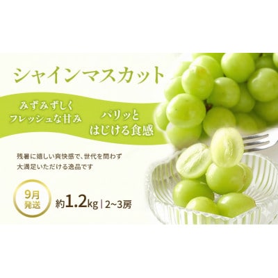 【発送月固定定期便】夏のフルーツ定期便 夏にしか出逢えない丸亀自慢のフルーツ全3回