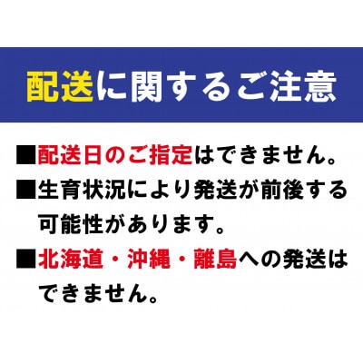 【発送月固定定期便】丸亀のフルーツ定期便 全4回 (いちご 桃 シャインマスカット みかん)全4回