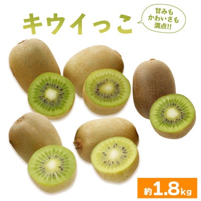 キウイフルーツ キウイっこ 約1.8kg 冷蔵 香川県 丸亀市 発送:10月下旬～