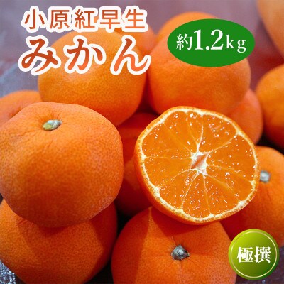 小原紅早生みかん 約1.2kg 常温 香川県 丸亀市 フルーツ 発送:2026年11月下旬～