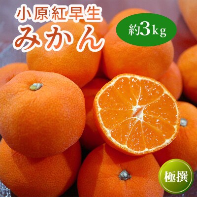 小原紅早生みかん 約3kg 冷蔵 香川県 丸亀市 フルーツ 発送:2026年11月中旬～