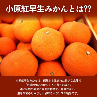 小原紅早生みかん 約3kg 冷蔵 香川県 丸亀市 フルーツ 発送:2026年11月中旬～