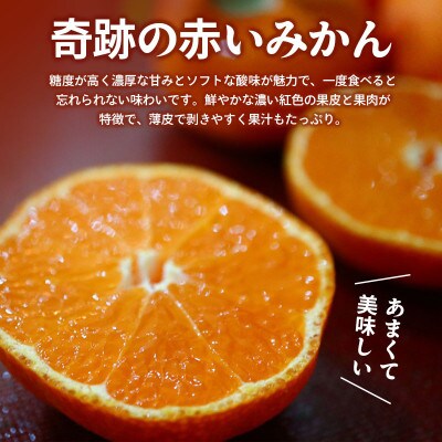 小原紅早生みかん 約3kg 冷蔵 香川県 丸亀市 フルーツ 発送:2026年11月中旬～