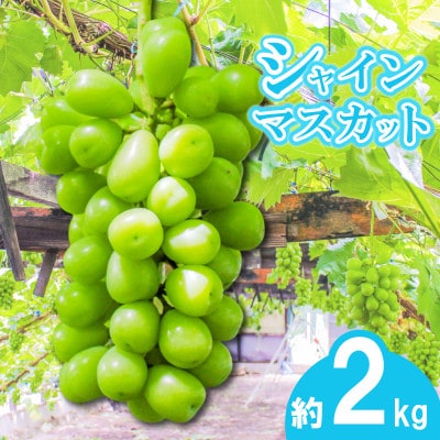 【2026年7月下旬より順次発送】朝採りシャインマスカット 約2kg 3房～4房 香川県 丸亀市