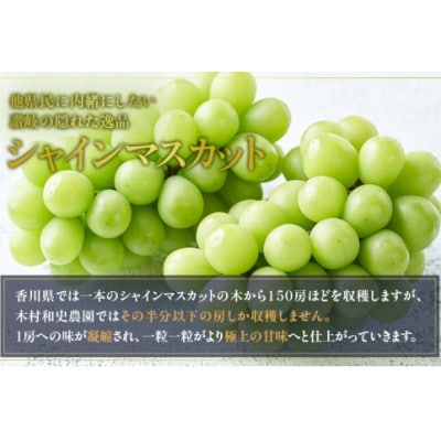 【2026年7月下旬より順次発送】朝採りシャインマスカット 約2kg 3房～4房 香川県 丸亀市