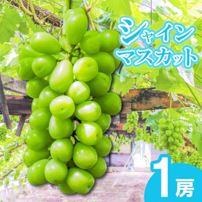【2026年7月下旬より順次発送】朝採りシャインマスカット 1房 約700g 冷蔵 香川県 丸亀市