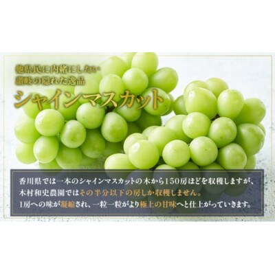 【2026年7月下旬より順次発送】朝採りシャインマスカット 1房 約700g 冷蔵 香川県 丸亀市