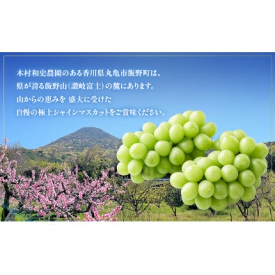 【2026年7月下旬より順次発送】朝採りシャインマスカット 1房 約700g 冷蔵 香川県 丸亀市