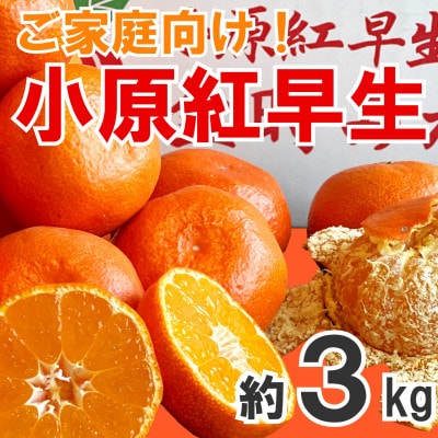【2025年12月上旬より順次発送】【家庭用】 みかん 小原紅早生 約3kg