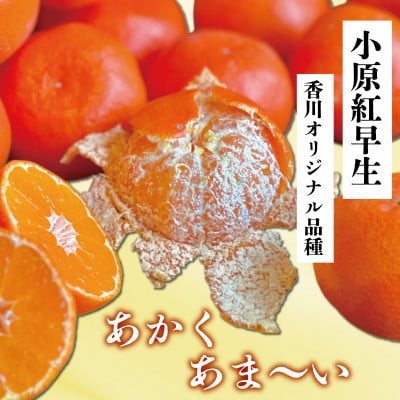 【2025年12月上旬より順次発送】【特秀品】 みかん 小原紅早生 約3kg