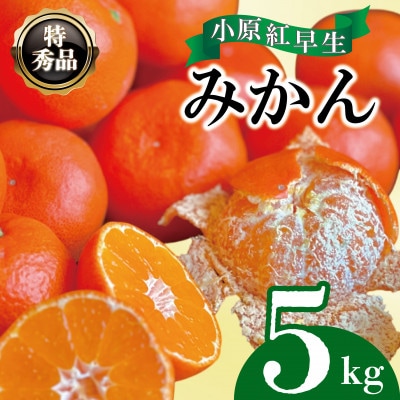 【2025年12月上旬より順次発送】【特秀品】 みかん 小原紅早生 約5kg