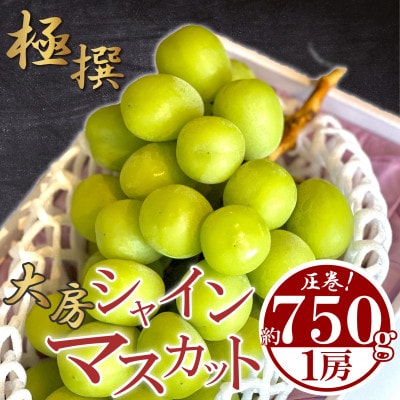 極撰!大房シャインマスカット 1房 (約750g) 香川県 丸亀市産