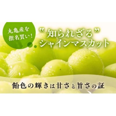 極撰!大房シャインマスカット 1房 (約750g) 香川県 丸亀市産