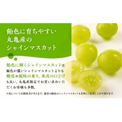 極撰!大房シャインマスカット 1房 (約750g) 香川県 丸亀市産