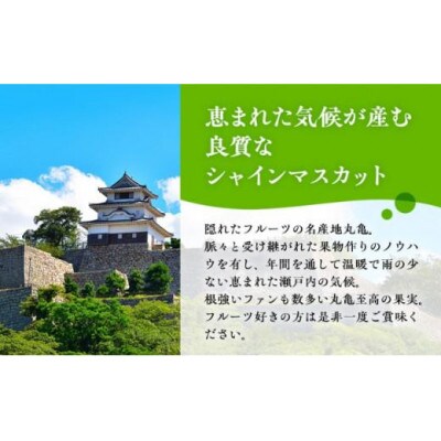 極撰!大房シャインマスカット 1房 (約750g) 香川県 丸亀市産