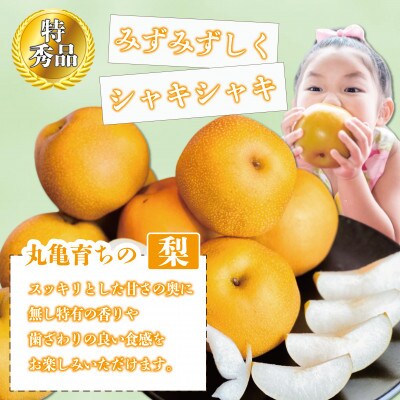 【2026年8月中旬より順次発送】 特秀品!丸亀育ちの「梨」約2kg