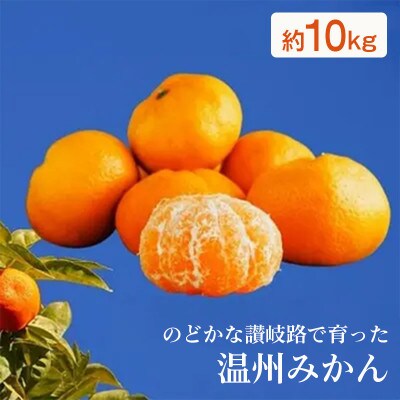 【2月中旬以降発送開始】温州みかん 約10kg 丸栄