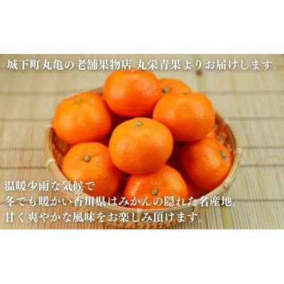 【2月中旬以降発送開始】温州みかん 約10kg 丸栄