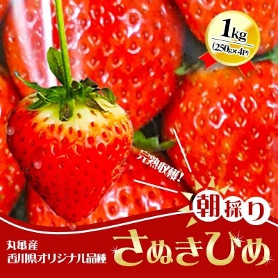 【2026年1月中旬～順次発送】さぬきひめ 250g×4パック 丸栄