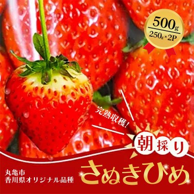【2026年1月中旬～順次発送】さぬきひめ 250g×2パック 丸栄