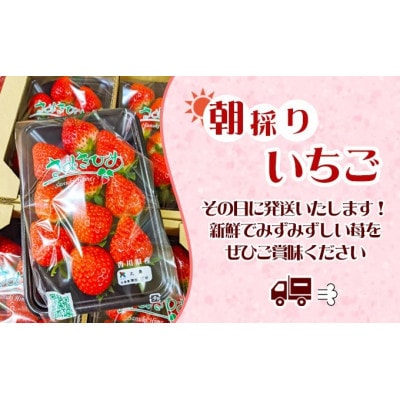 【2026年1月中旬～順次発送】さぬきひめ 250g×2パック 丸栄