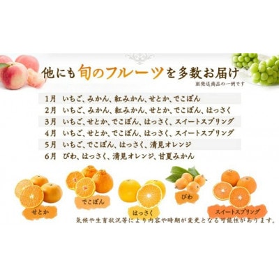 【毎月定期便】丸亀讃美果 フルーツ定期便全4回