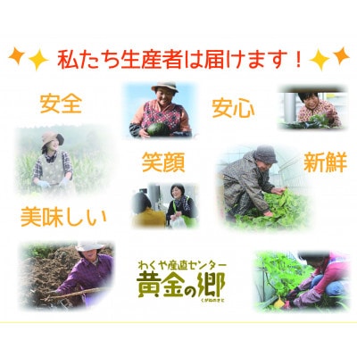 黄金の郷 季節のお野菜 お楽しみBセット【aubless002】