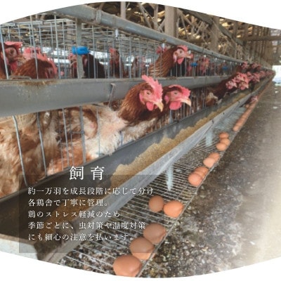 産みたて新鮮卵 30個入り【aubless003】