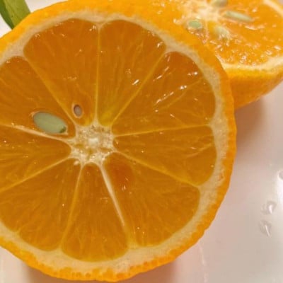 皮まで美味しい 黄金レモン 6個セット【wakuyaengei004】