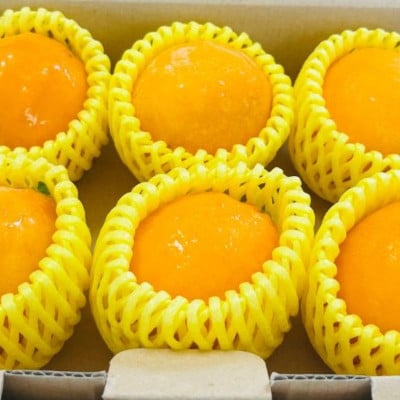 皮まで美味しい 黄金レモン 6個セット【wakuyaengei004】